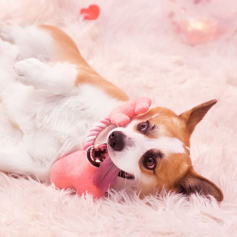 

2pcs Heart Shaped Pet Sound Toy, Pink