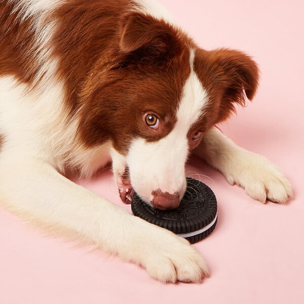 

Biscuit Shaped Pet Chew Toy, Black
