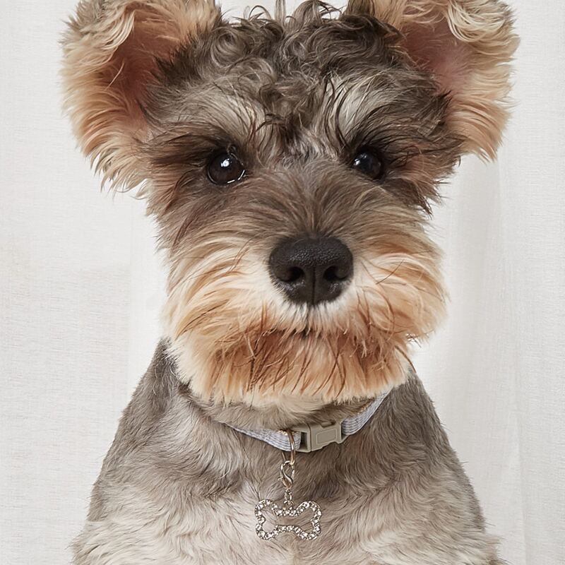 

Rhinestone Bone Pendant Pet Necklace, Silver