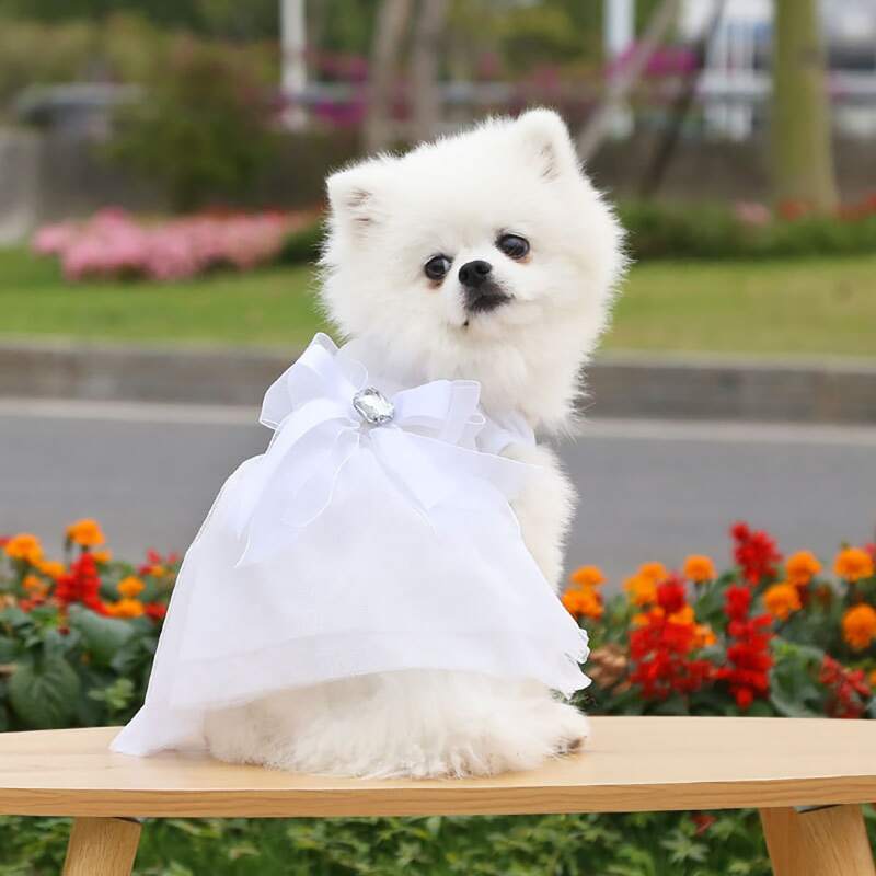 

Bow Decor Pet Dress, White