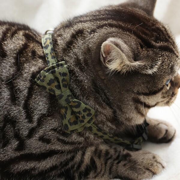 

1pc Leopard Print Pet Collar, Army green