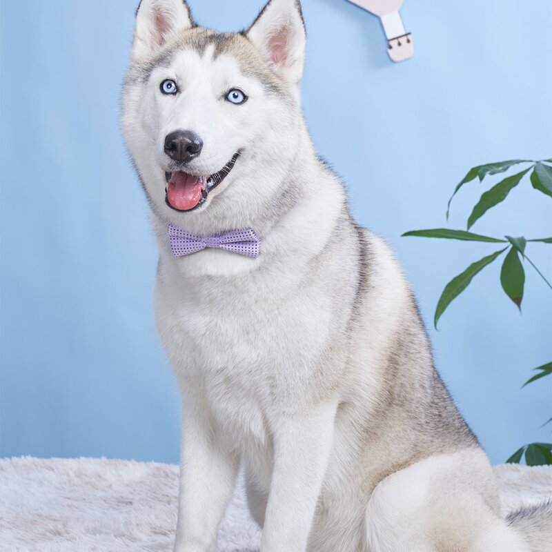 

Polka Dot Pattern Pet Bow, Purple