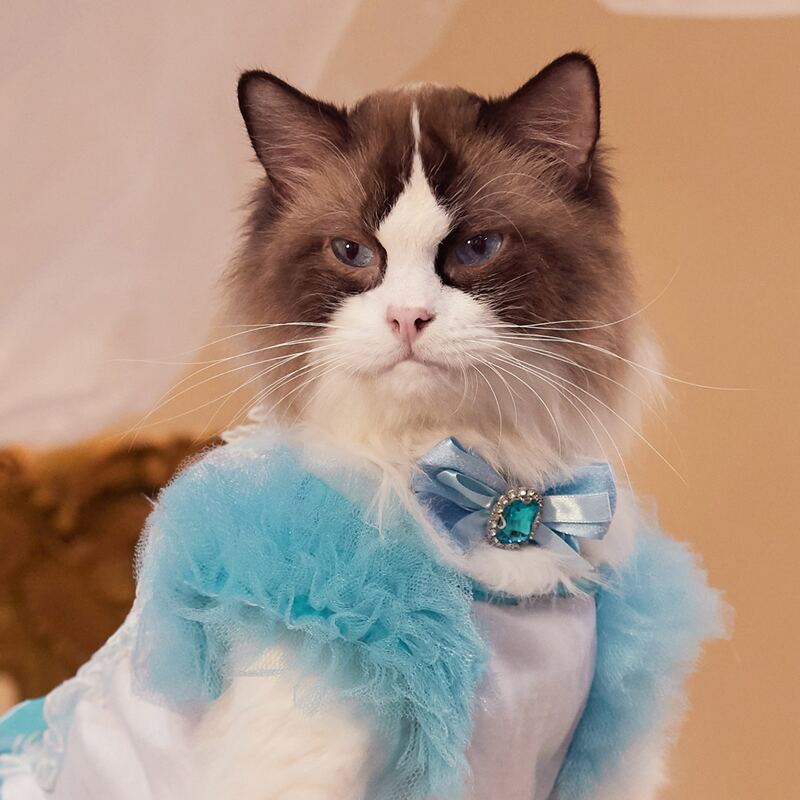 

Rhinestone Decor Pet Bow, Blue