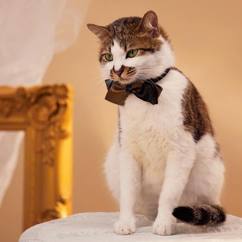 

Glitter Pet Wedding Bow, Multicolor