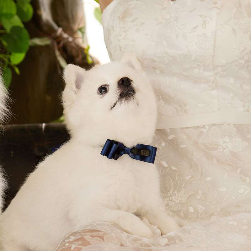 

Glitter Pet Wedding Bow, Navy blue