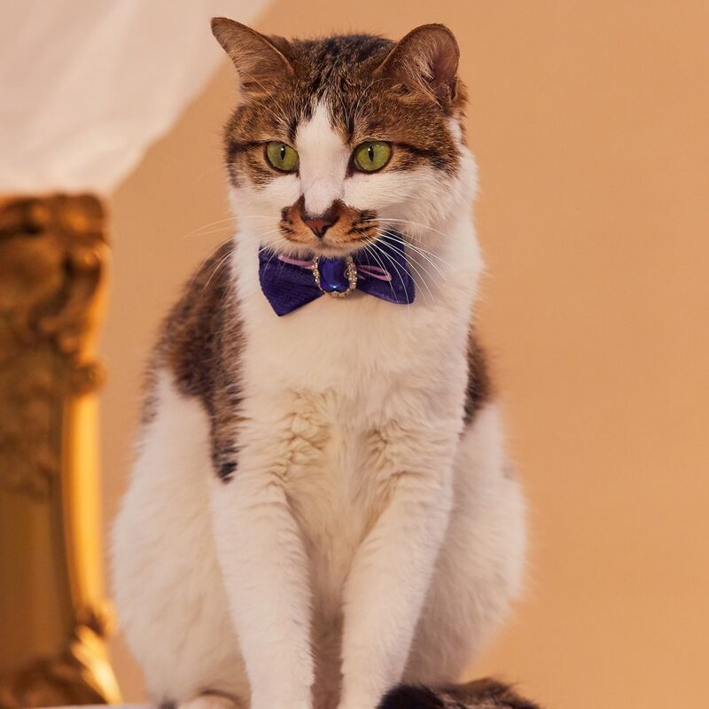 

Gemstone Decor Pet Bow, Blue