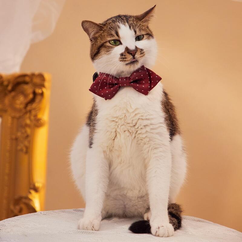 

Woven Design Pet Bow, Burgundy