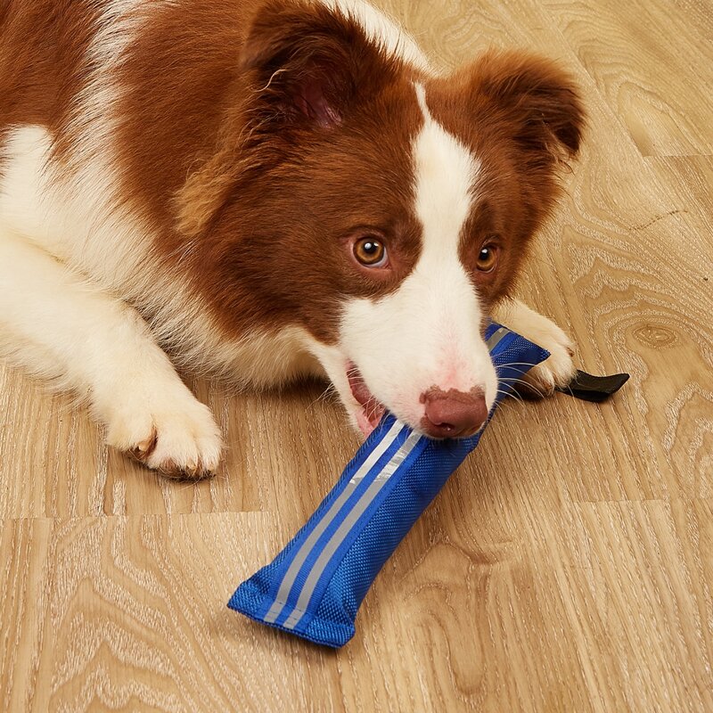 

1pc Striped Pattern Pet Training Toy, Blue