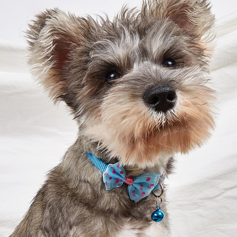 

Polka Dot Bow Pet Collar, Royal blue