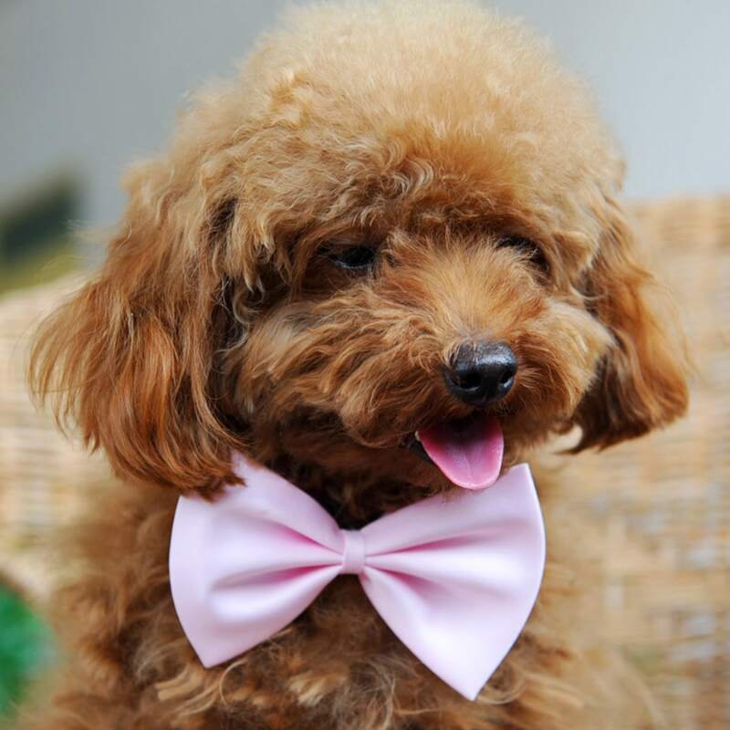 

1pc Plain Pet Bow, Baby pink