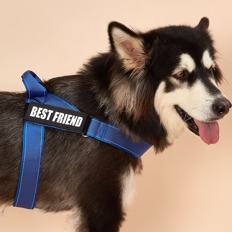 Slogan Graphic Pet Harness, Blue