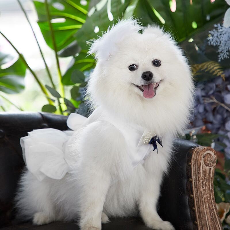 

Bow Decor Pet Wedding Dress, White
