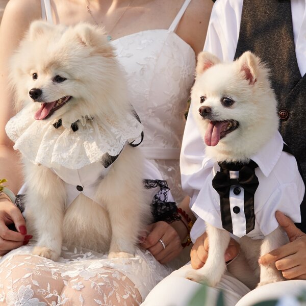 

1pc Bow Decor Pet Scarf, Black and white