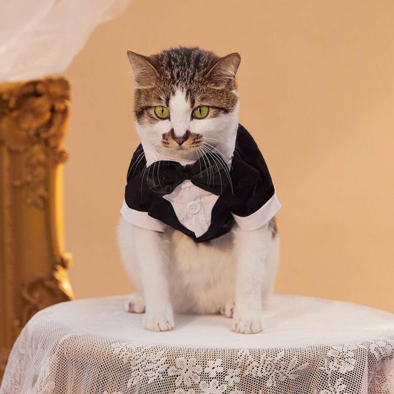 

Bow Decor Pet Wedding Suit, Black