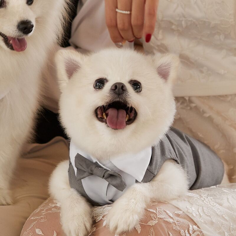 

Bow Decor Pet Wedding Suit, Grey