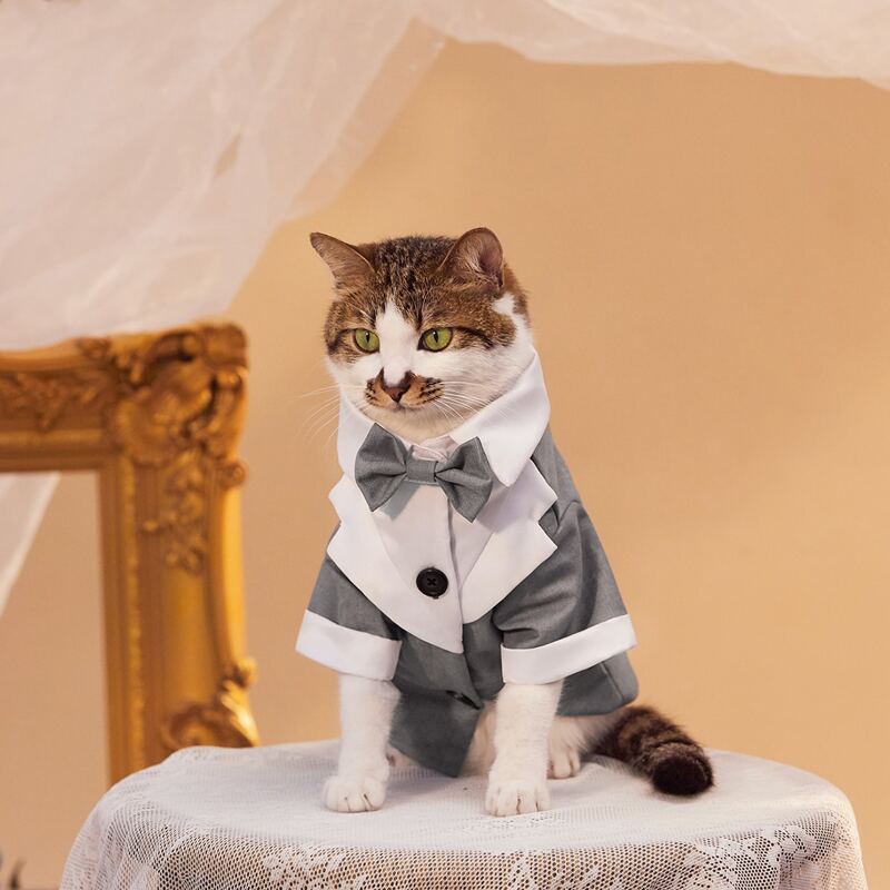 Bow Decor Pet Wedding Suit, Grey