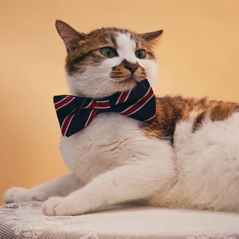 

Striped Pattern Pet Bow, Multicolor