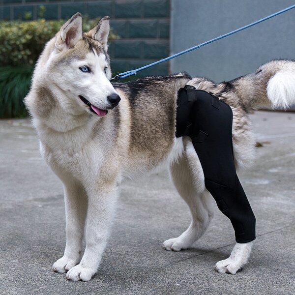 

Dog Left Leg Protection Pad, Black