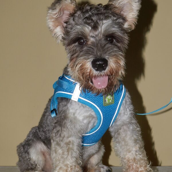 

1pc Reflective Pet Harness & 1pc Leash, Blue
