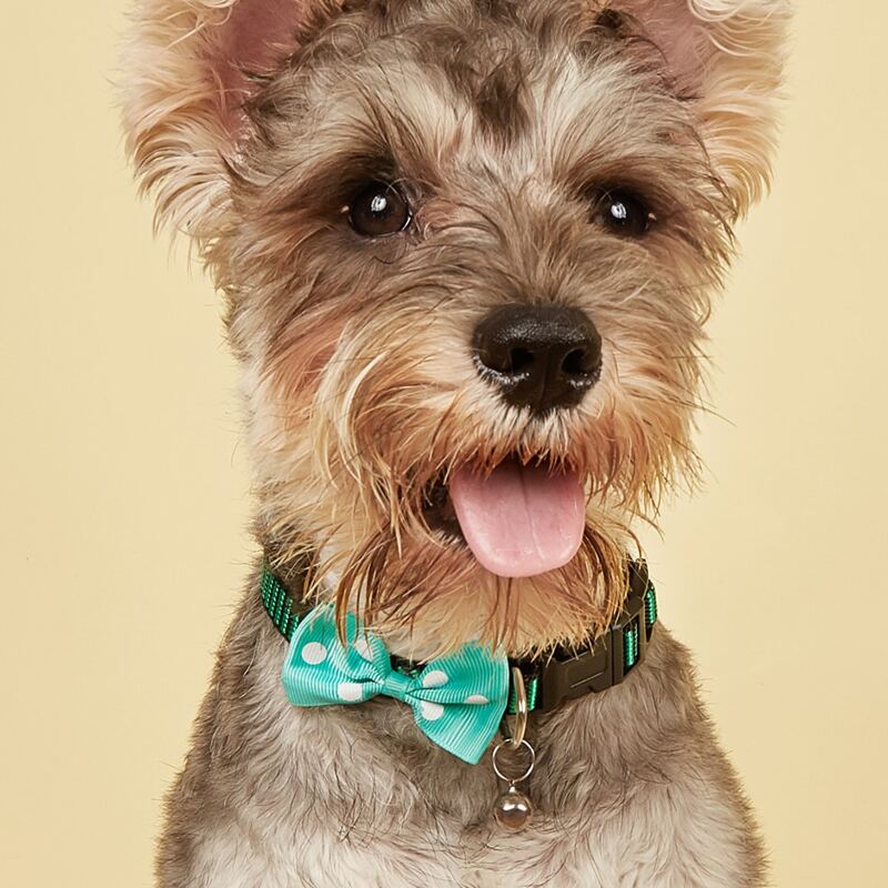 

1pc Bow Decor Pet Collar, Green