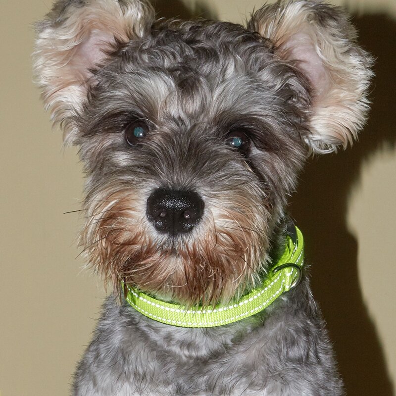 

1pc Reflective Pet Collar, Neon
