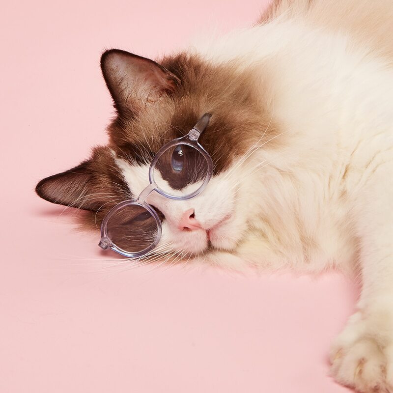 1pair Round Lens Pet Glasses, Dusty blue