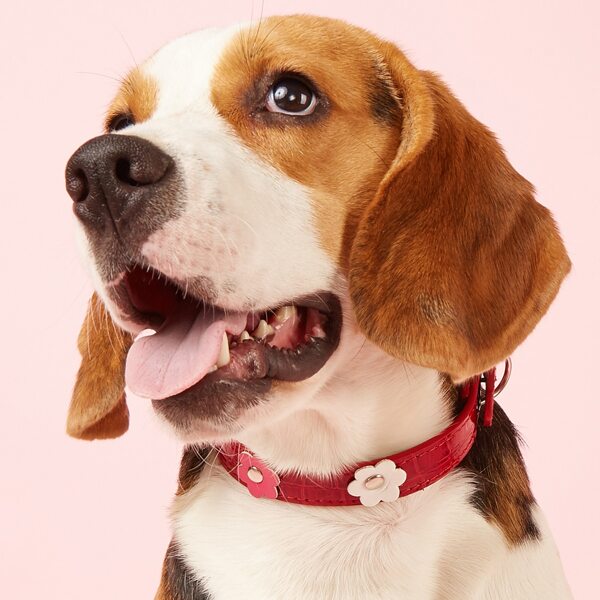 

1pc Flower Decor Pet Collar, Red