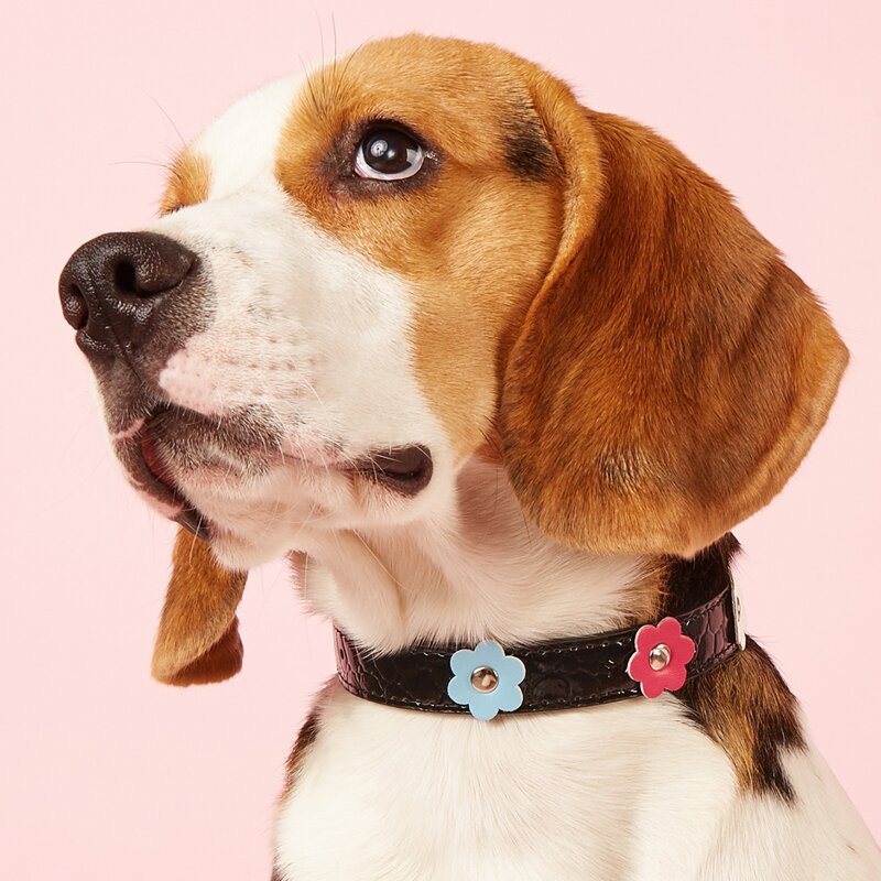 

1pc Flower Decor Pet Collar, Black