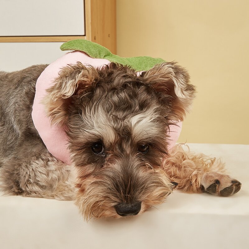 

Peach Design Pet Recovery Collar, Multicolor