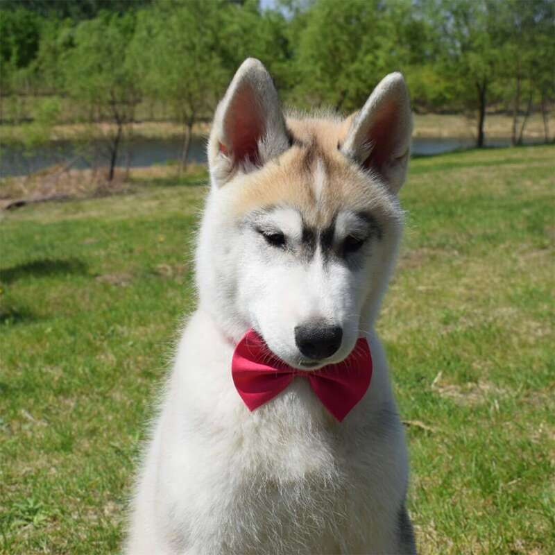 

Solid Color Pet Bow, Hot pink