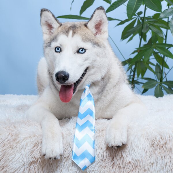 

Chevron Pattern Pet Tie, Blue and white