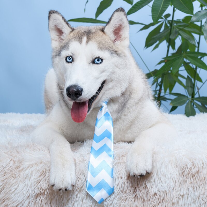 

Chevron Pattern Pet Tie, Blue and white