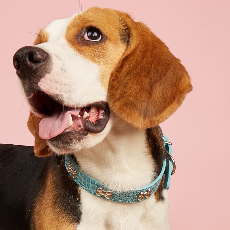 

Crocodile Pattern Pet Collar, Blue