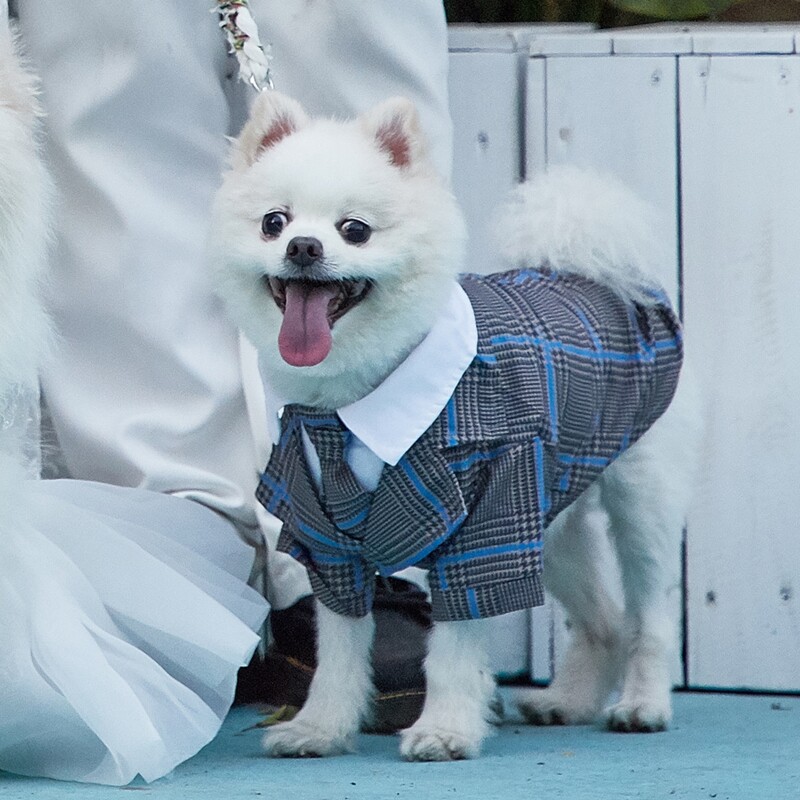

Houndstooth Pattern Pet Tie, Blue