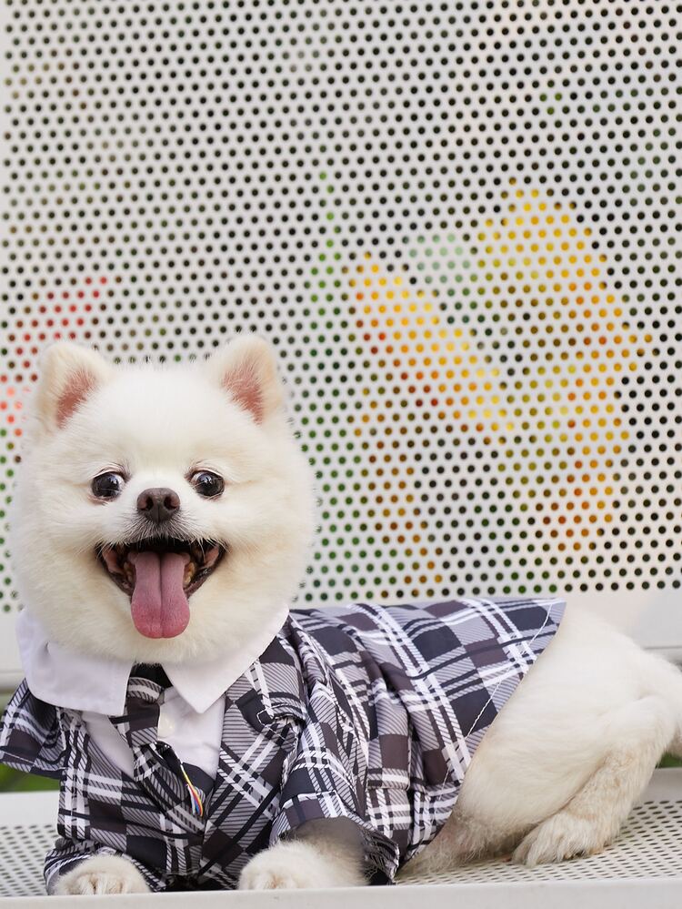 PETSIN Plaid Pattern Pet Shirt - Black and White - View 6