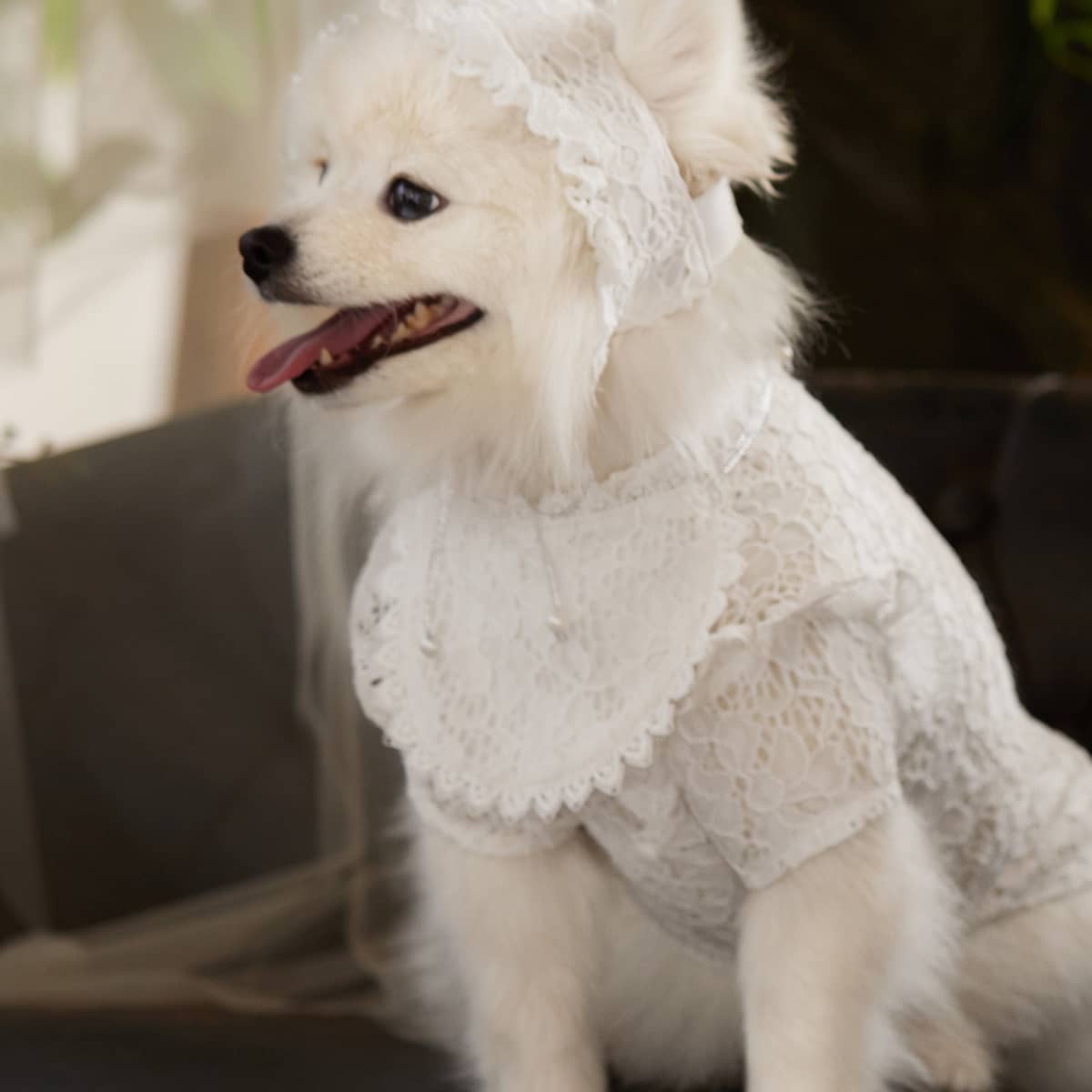 

Solid Color Pet Wedding Bandana, White