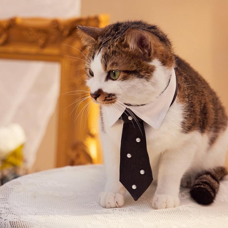 

Polka Dot Pattern Pet Tie, Black and white