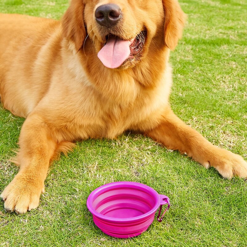 

1pc Collapsible Pet Travel Bowl With Carabiner, Purple
