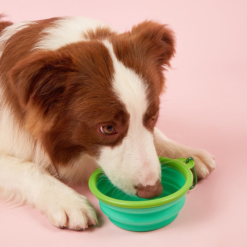 

1pc Collapsible Pet Travel Bowl With Carabiner, Green