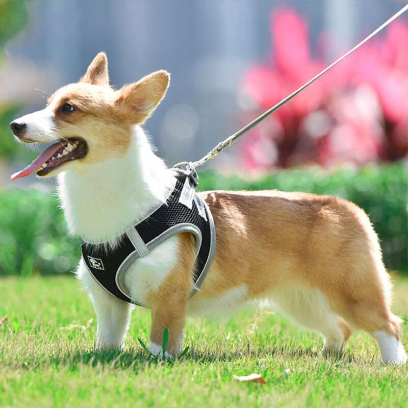 

1pc Reflective Pet Harness & 1pc Leash, Black