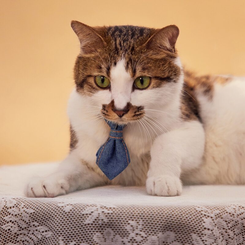 

1pc Adjustable Pet Tie, Navy blue