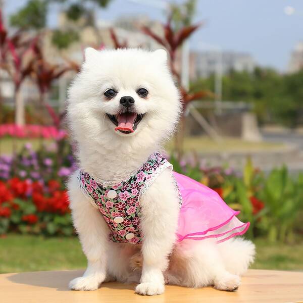 

Flower Print Pet Dress, Pink