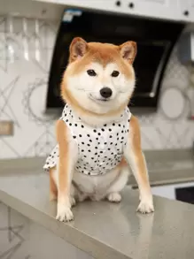 1 件无袖波尔卡圆点宠物衬衫，简约而实用 - 白色 - 查看 3