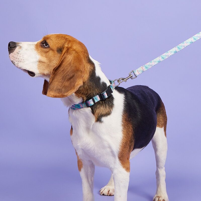 

1pc Leaf Print Pet Collar & 1pc Leash, Multicolor