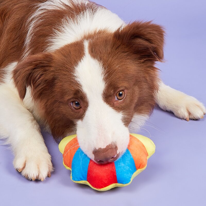 

Shell Shaped Pet Plush Toy, Multicolor
