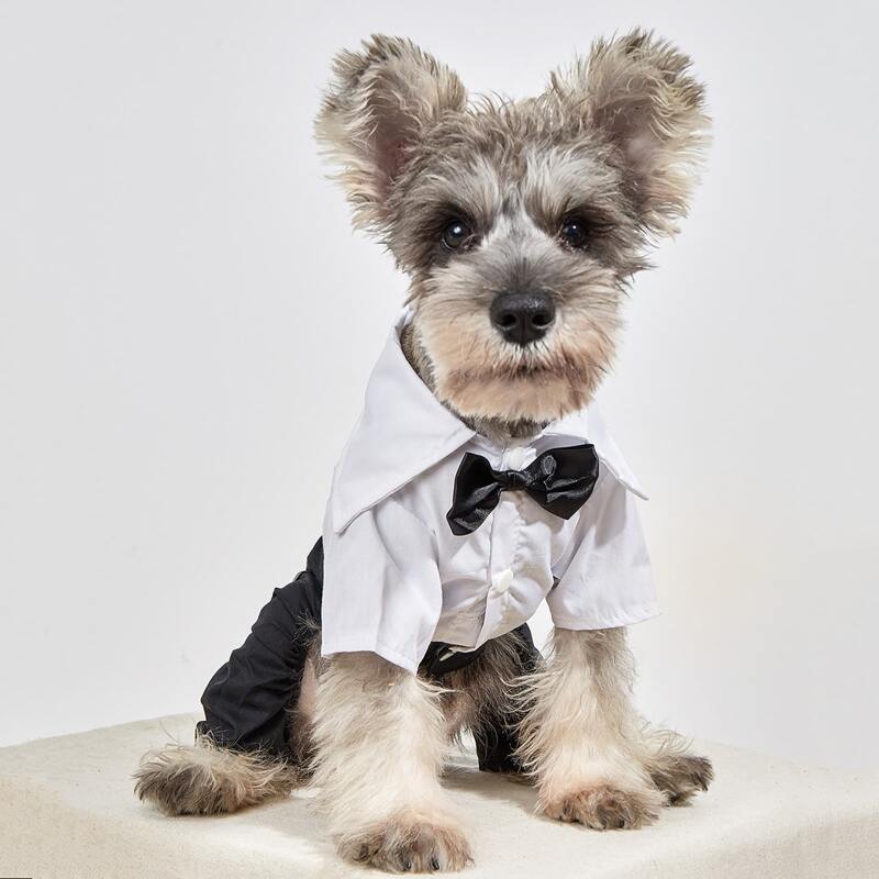 

Bow Decor Two Tone Pet Jumpsuit, Multicolor