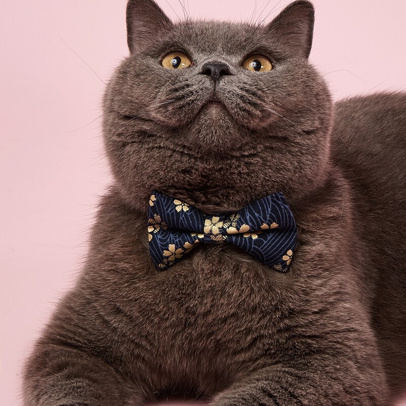 

Flower Print Bow Decor Pet Collar, Blue
