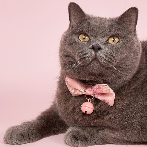 

Flower Print Bow Decor Pet Collar, Pink