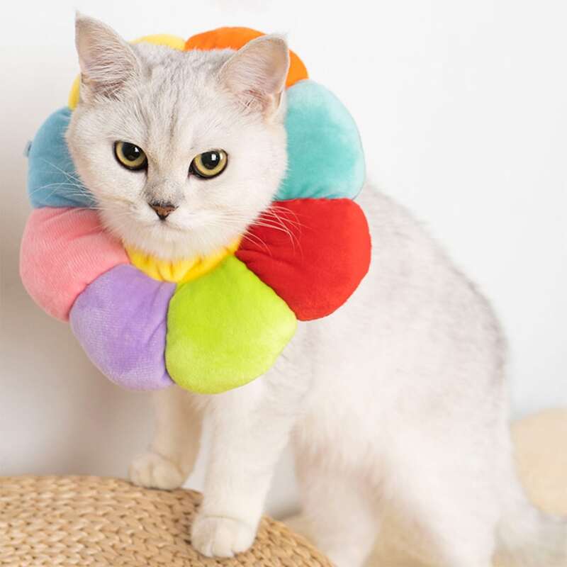 

Flower Shaped Pet Recovery Collar, Multicolor