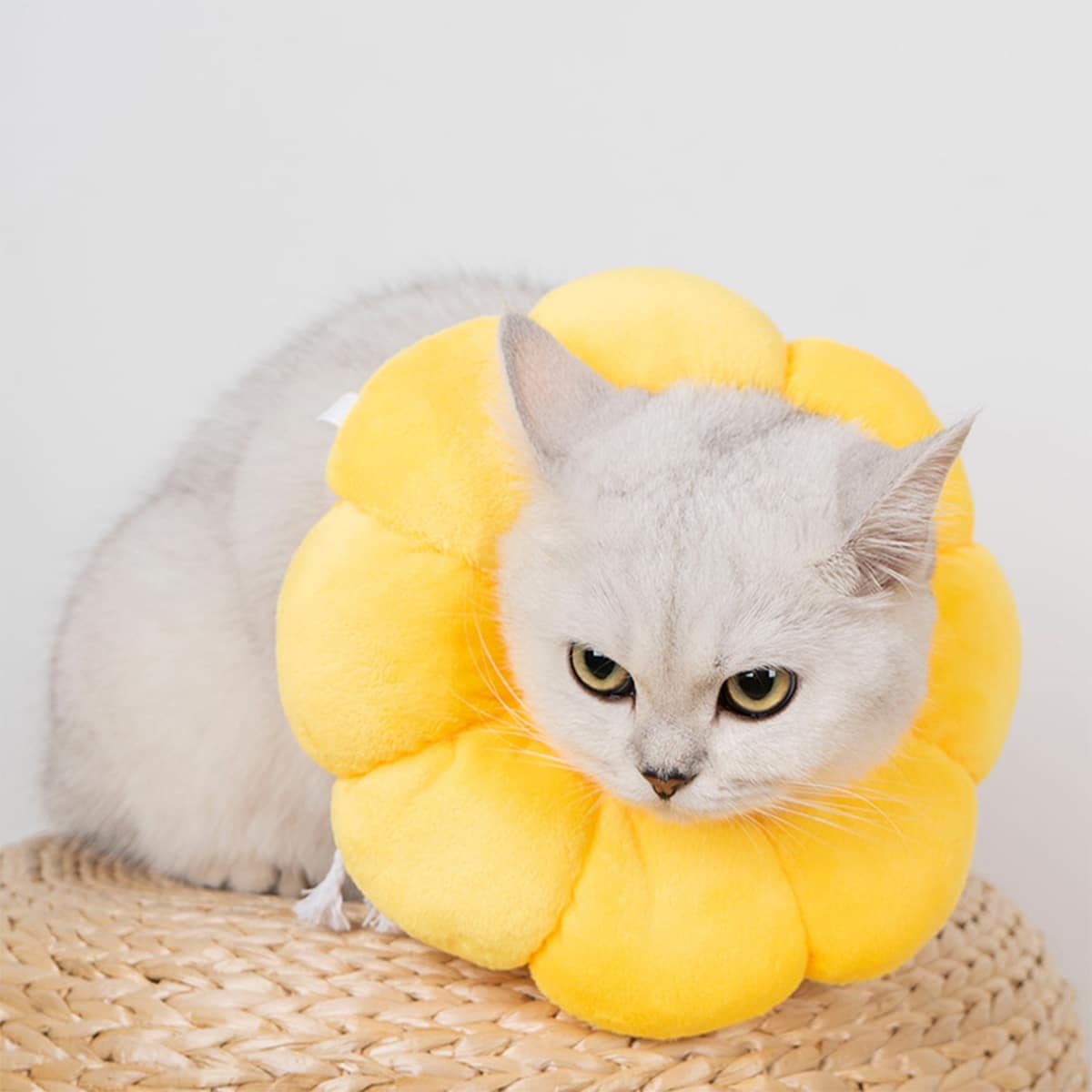 

Flower Shaped Pet Recovery Collar, Yellow